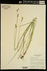 Carex suberecta image