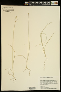 Carex radiata image