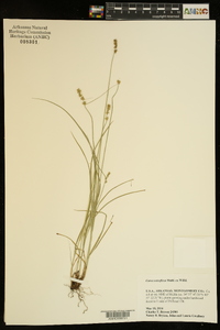 Carex retroflexa image