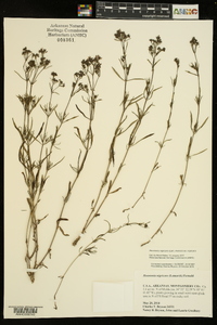 Stenaria nigricans image