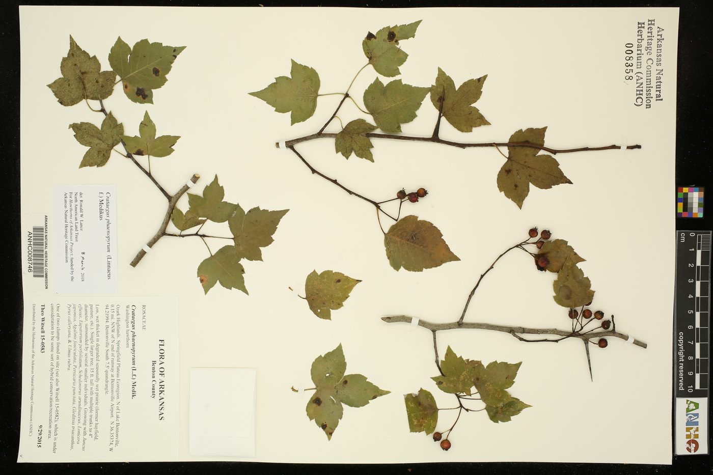 Crataegus phaenopyrum image