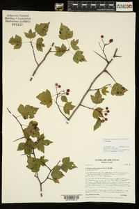 Crataegus phaenopyrum image