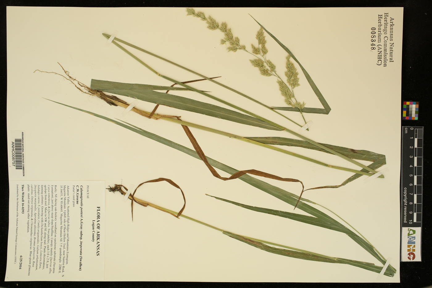 Calamagrostis porteri subsp. insperata image