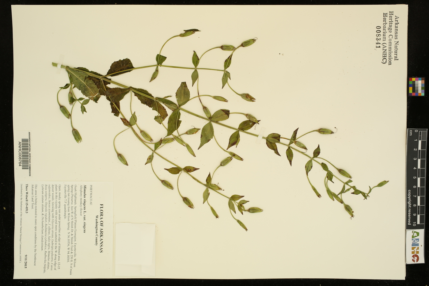 Mimulus ringens var. ringens image