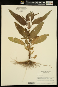 Verbena hastata image