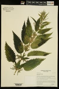 Urtica gracilis image