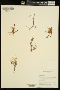 Ulmus serotina image