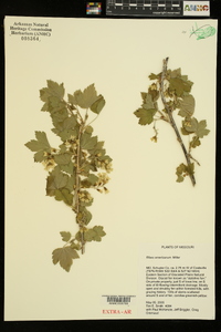 Ribes americanum image