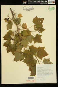 Ribes americanum image