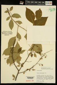 Styrax americanus image