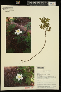 Rosa foliolosa image