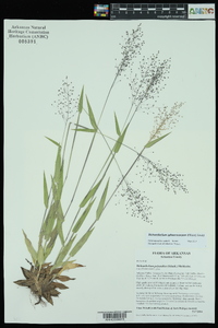 Dichanthelium polyanthes image