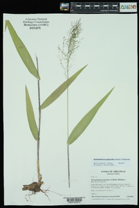 Dichanthelium polyanthes image