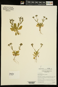 Valerianella locusta image