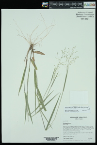 Dichanthelium aciculare var. ramosum image