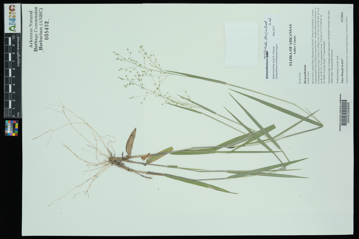 Dichanthelium aciculare var. ramosum image