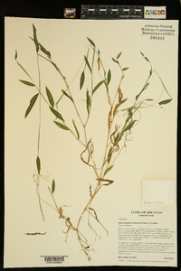 Microstegium vimineum image