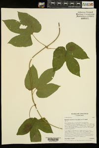Humulus lupulus var. pubescens image