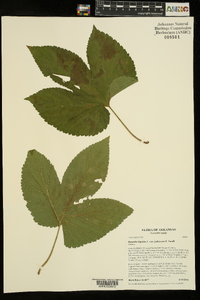 Humulus lupulus var. pubescens image