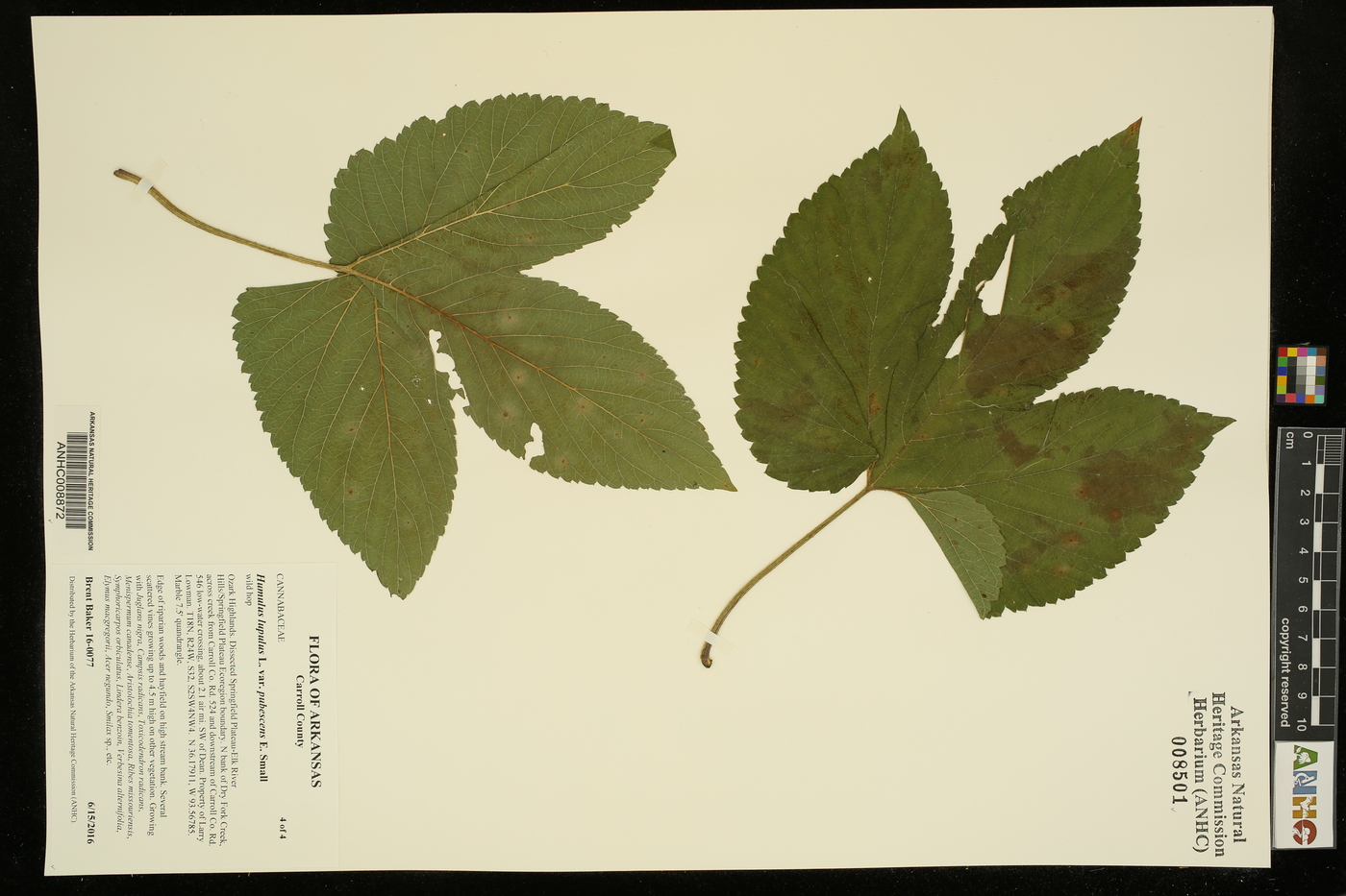 Humulus lupulus var. pubescens image