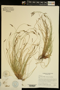 Carex albicans var. albicans image