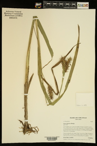 Carex gigantea image