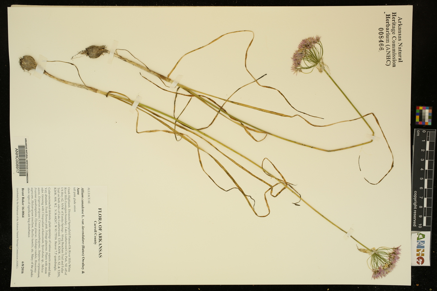 Allium canadense var. lavendulare image