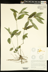 Ruellia caroliniensis image