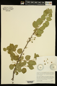Prunus mahaleb image
