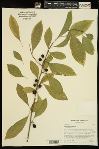 Sideroxylon lycioides image