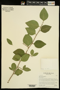 Sideroxylon lycioides image