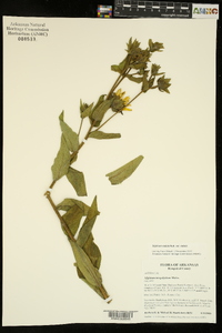 Silphium radula image