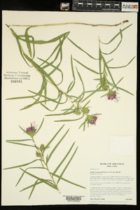 Liatris compacta image