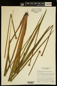 Xyris laxifolia image