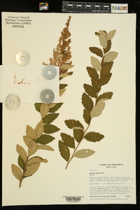 Spiraea tomentosa image