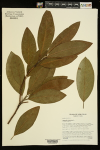 Magnolia virginiana image