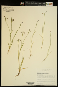 Sisyrinchium rosulatum image