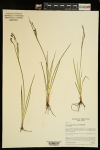 Sisyrinchium atlanticum image