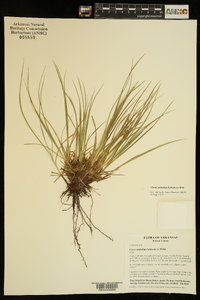 Carex umbellata image