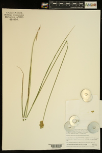 Carex scoparia var. scoparia image