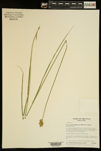 Carex scoparia var. scoparia image