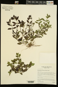 Mecardonia acuminata image