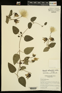 Clematis reticulata image