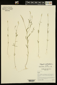 Polygala ambigua image