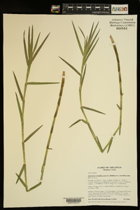 Dulichium arundinaceum var. arundinaceum image