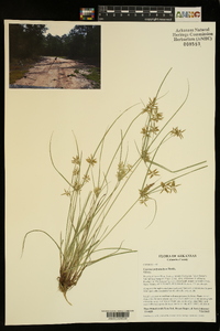 Cyperus polystachyos image