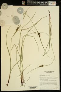 Carex complanata image