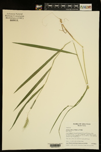 Elymus villosus image