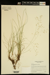 Deschampsia flexuosa image