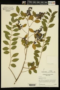 Ligustrum sinense image